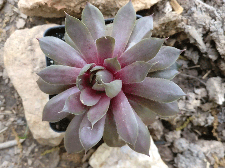 Succulents/Cacti