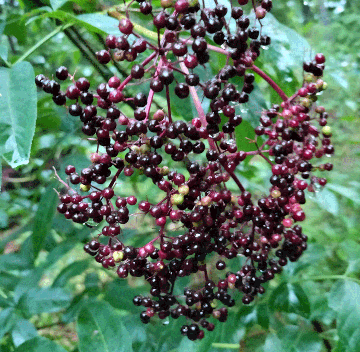 Fruits