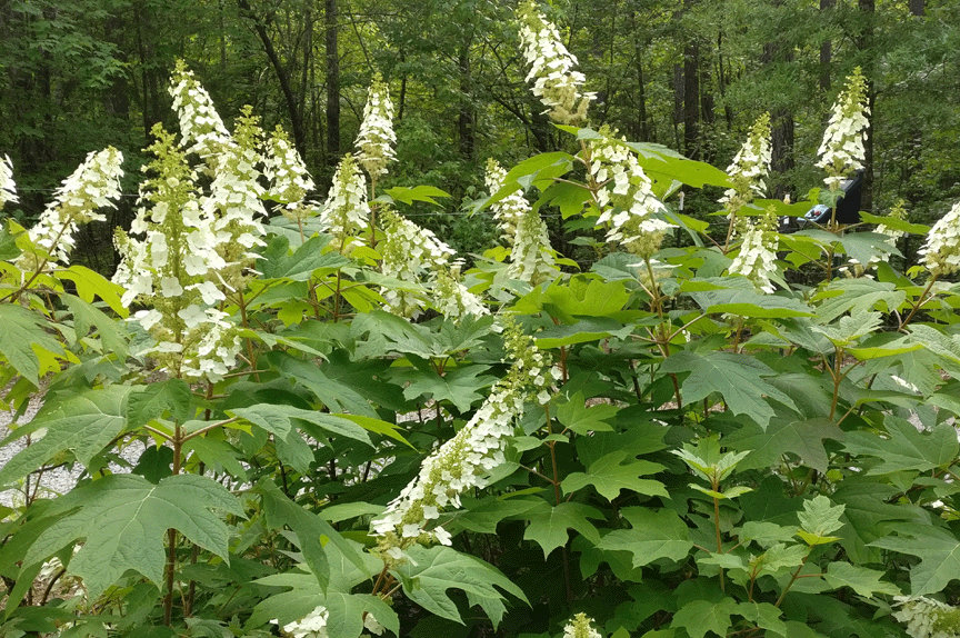 Perennials