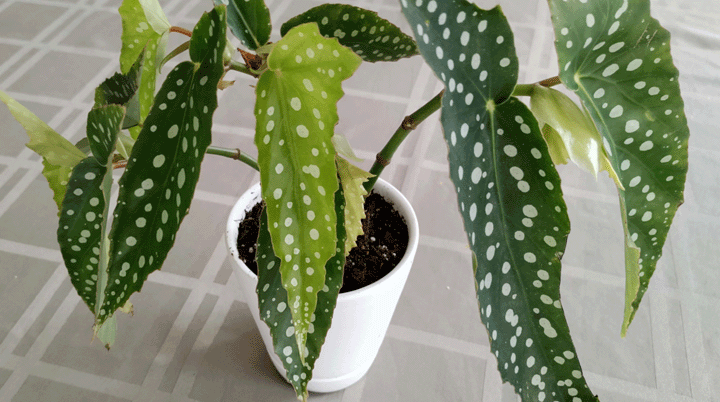 Houseplants