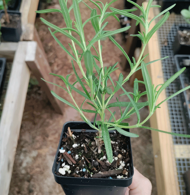 Herbs