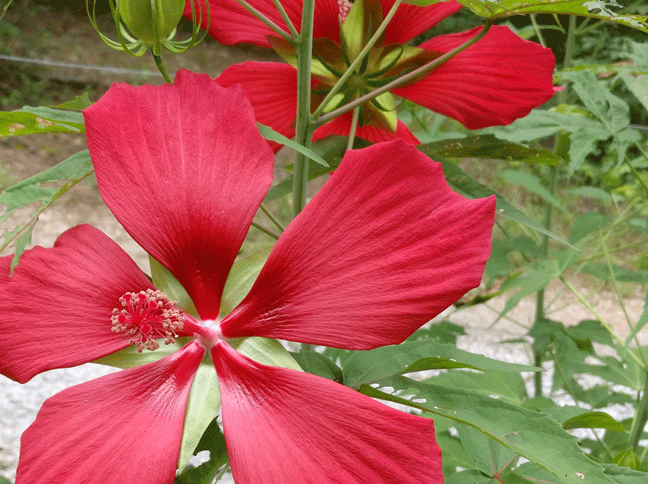 Hibiscus