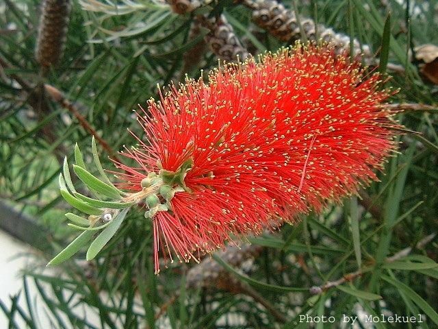 Stiff Bottlebrush - Callistemon rigidus
