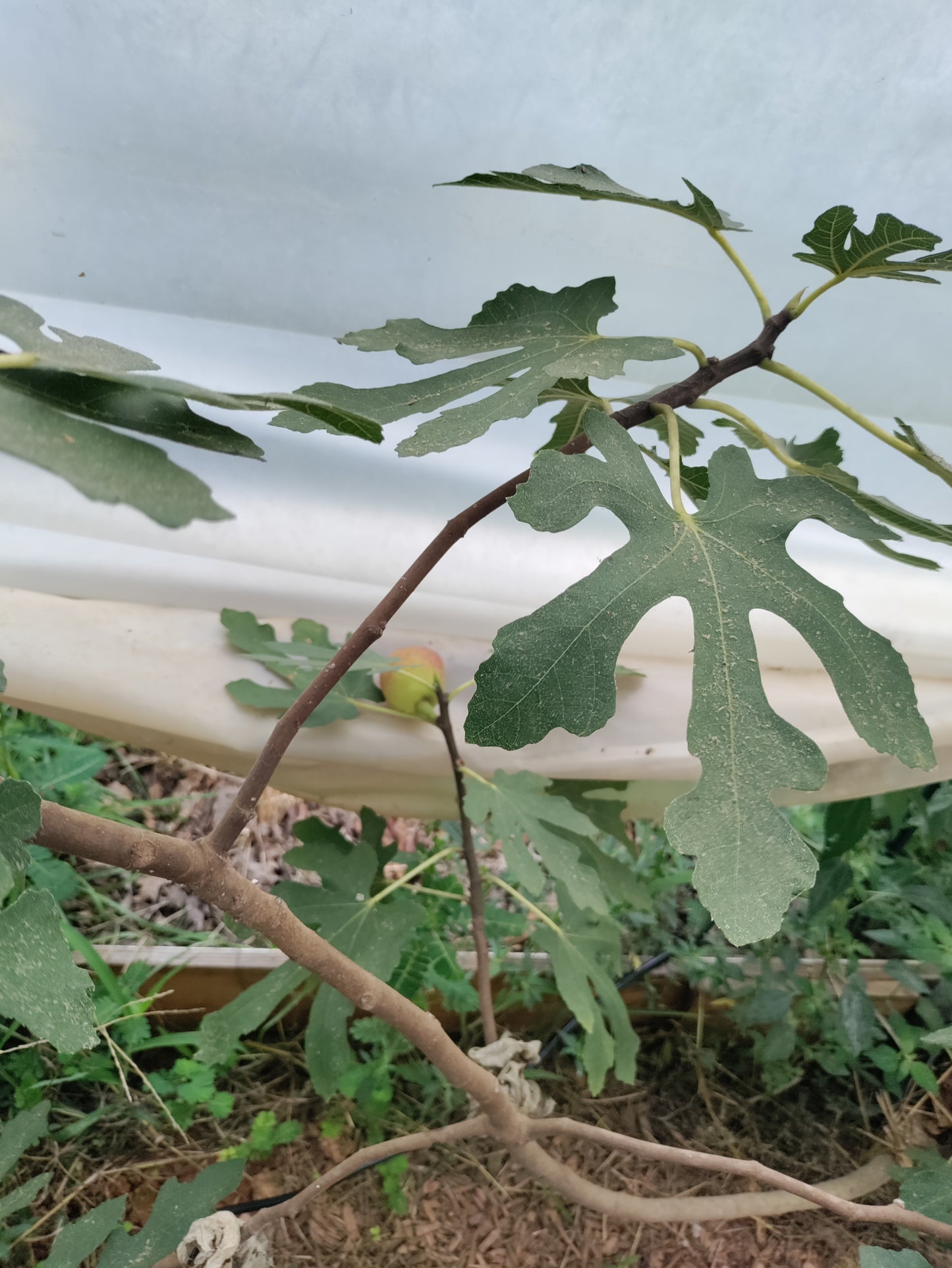 Fig 'Brunswick' - Ficus carica