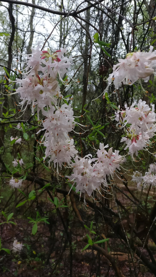 Piedmont Azalea - Rhododendron canescens