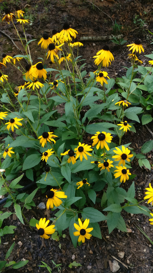 Rudbeckia 'Goldsturm' - Black-eyed Susan