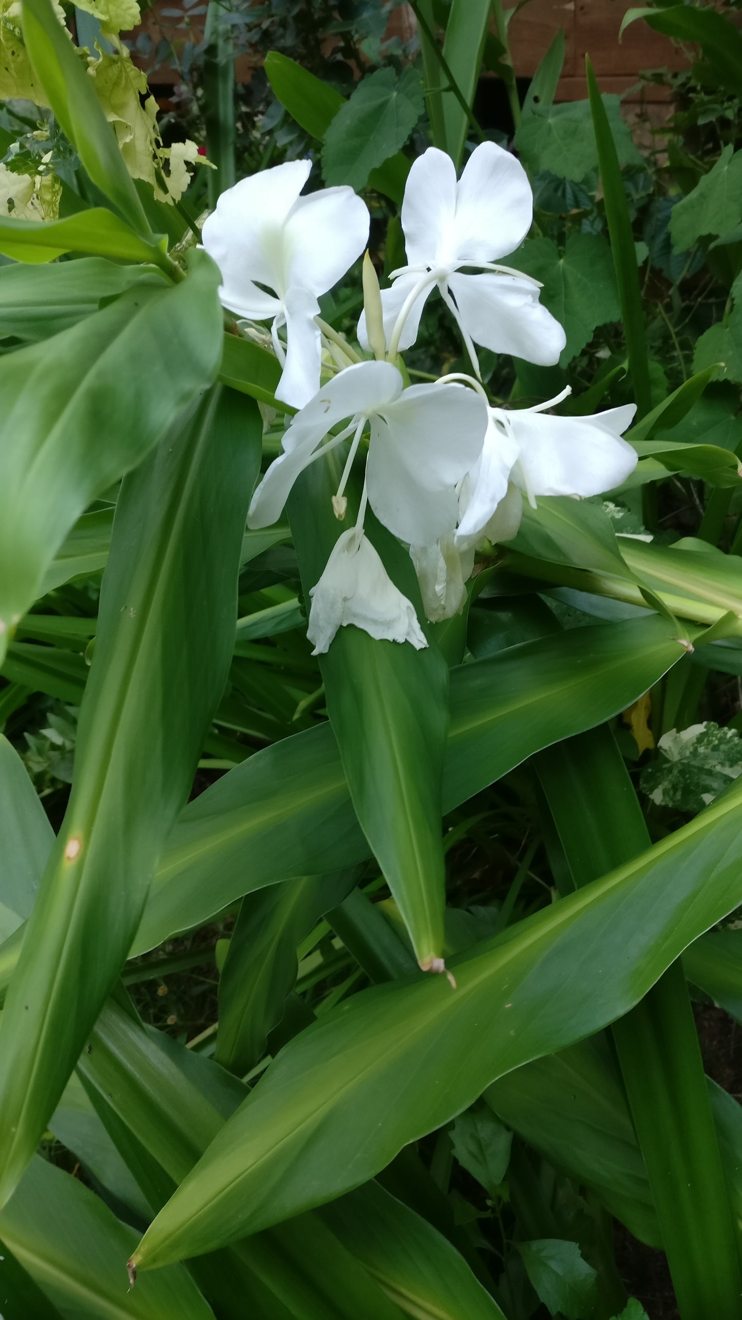 White Butterfly Ginger - Hedychium coronarium