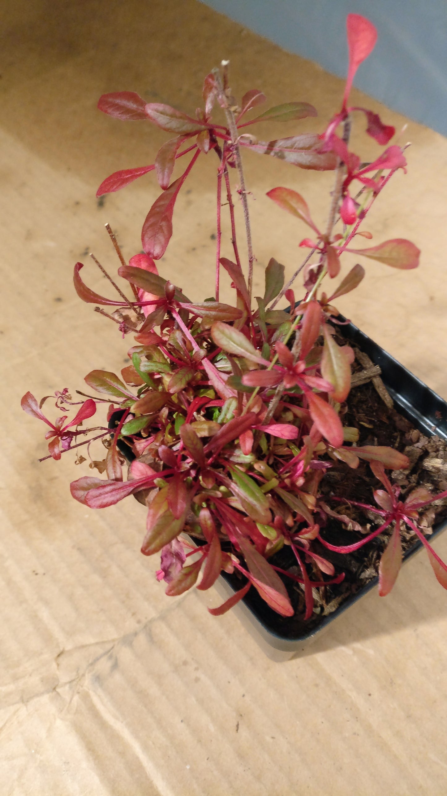 Gaura 'Siskiyou Pink' - Gaura lindheimeri