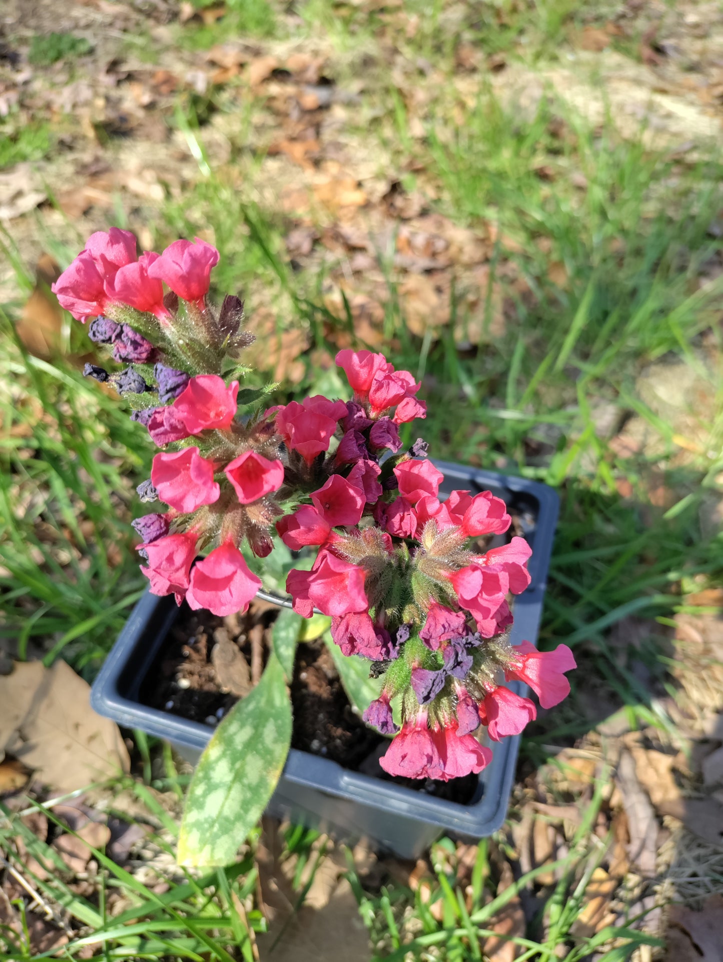 Lungwort 'Raspberry Splash' - Pulmonaria longifolia