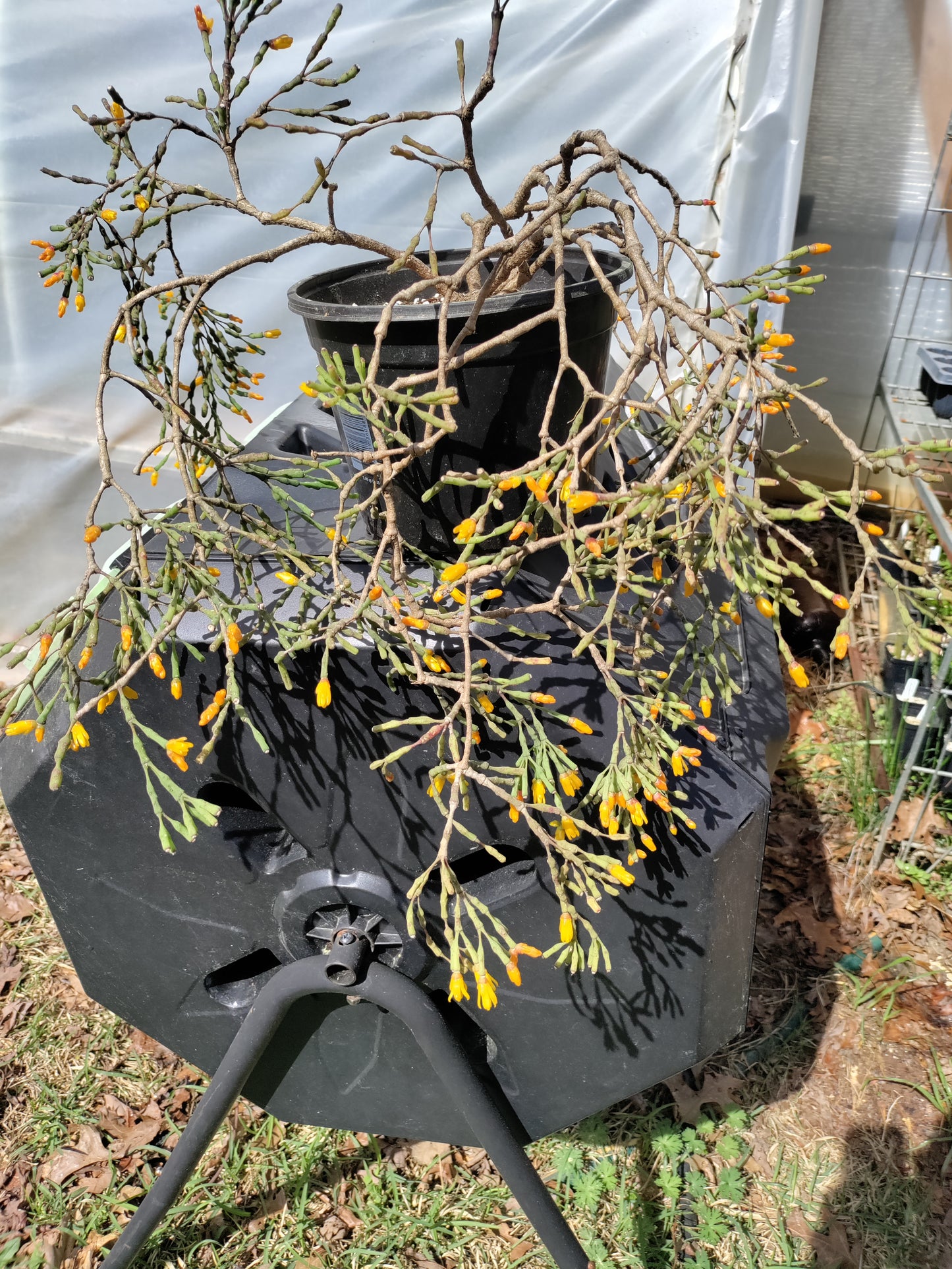 Dancing Bones Cactus - Hatiora salicornioides