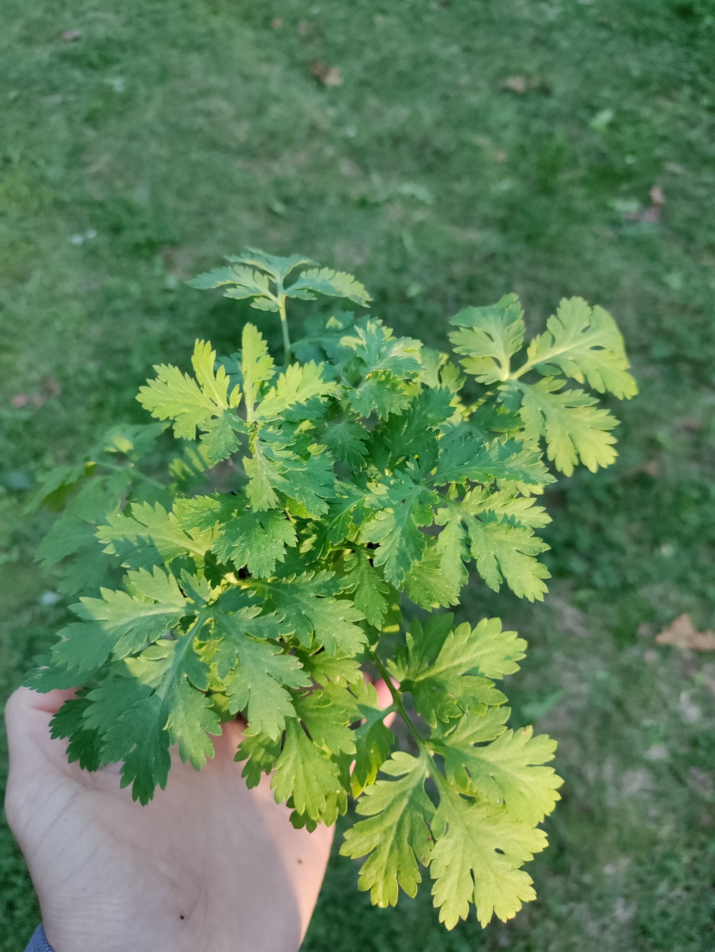 Feverfew - Tanacetum parthenium