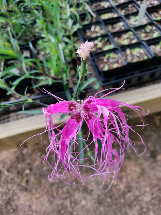Dianthus 'Dancing Geisha' - Dianthus isensis