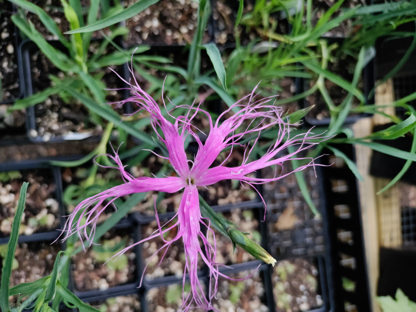 Dianthus 'Dancing Geisha' - Dianthus isensis