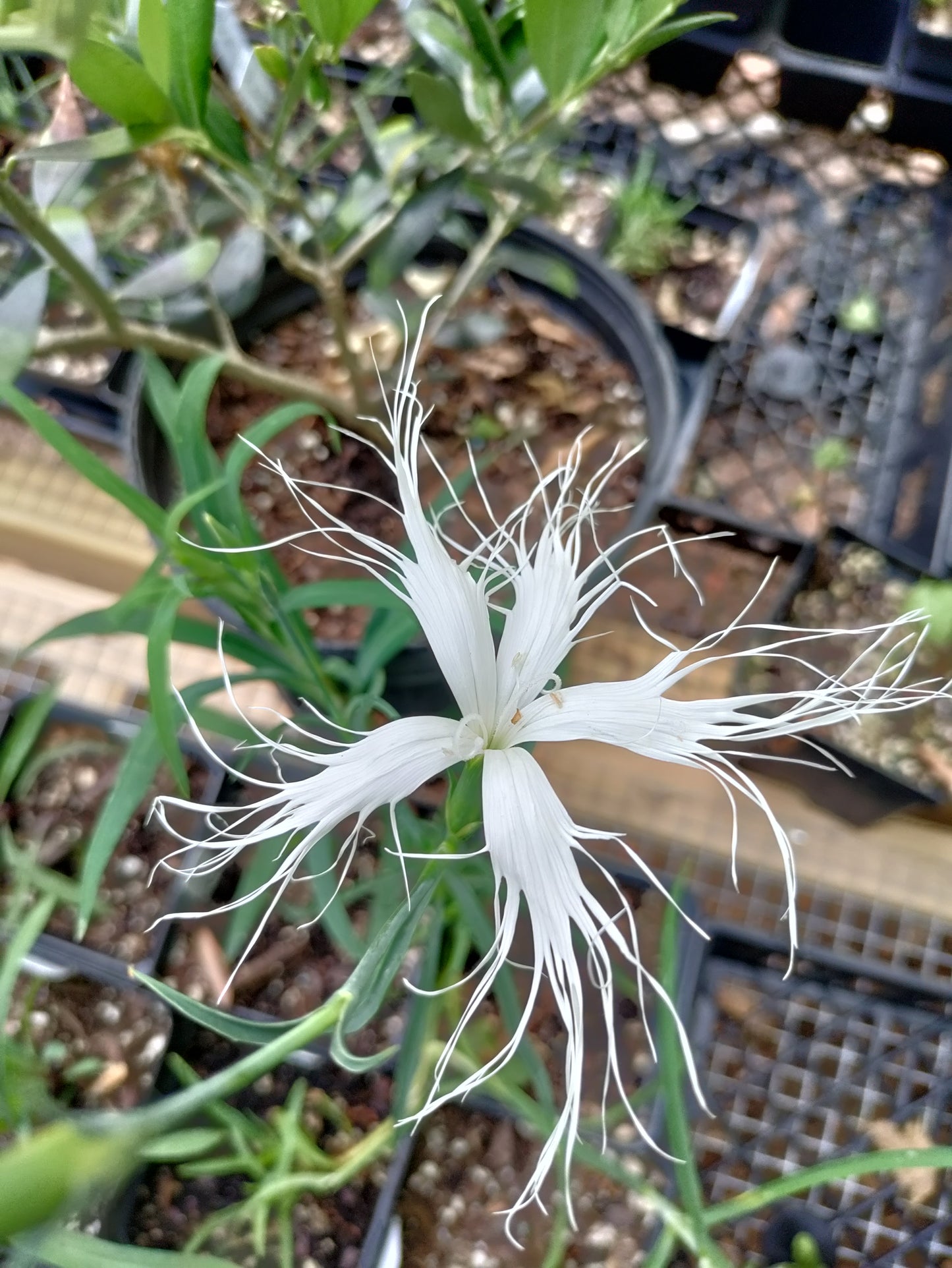 Dianthus 'Dancing Geisha' - Dianthus isensis