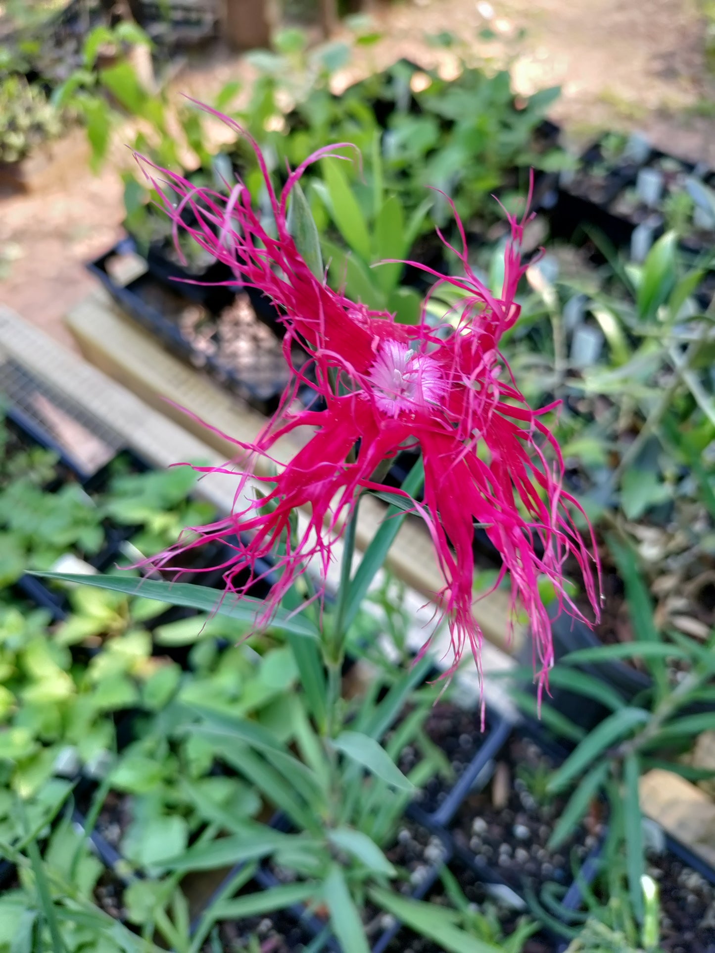 Dianthus 'Dancing Geisha' - Dianthus isensis