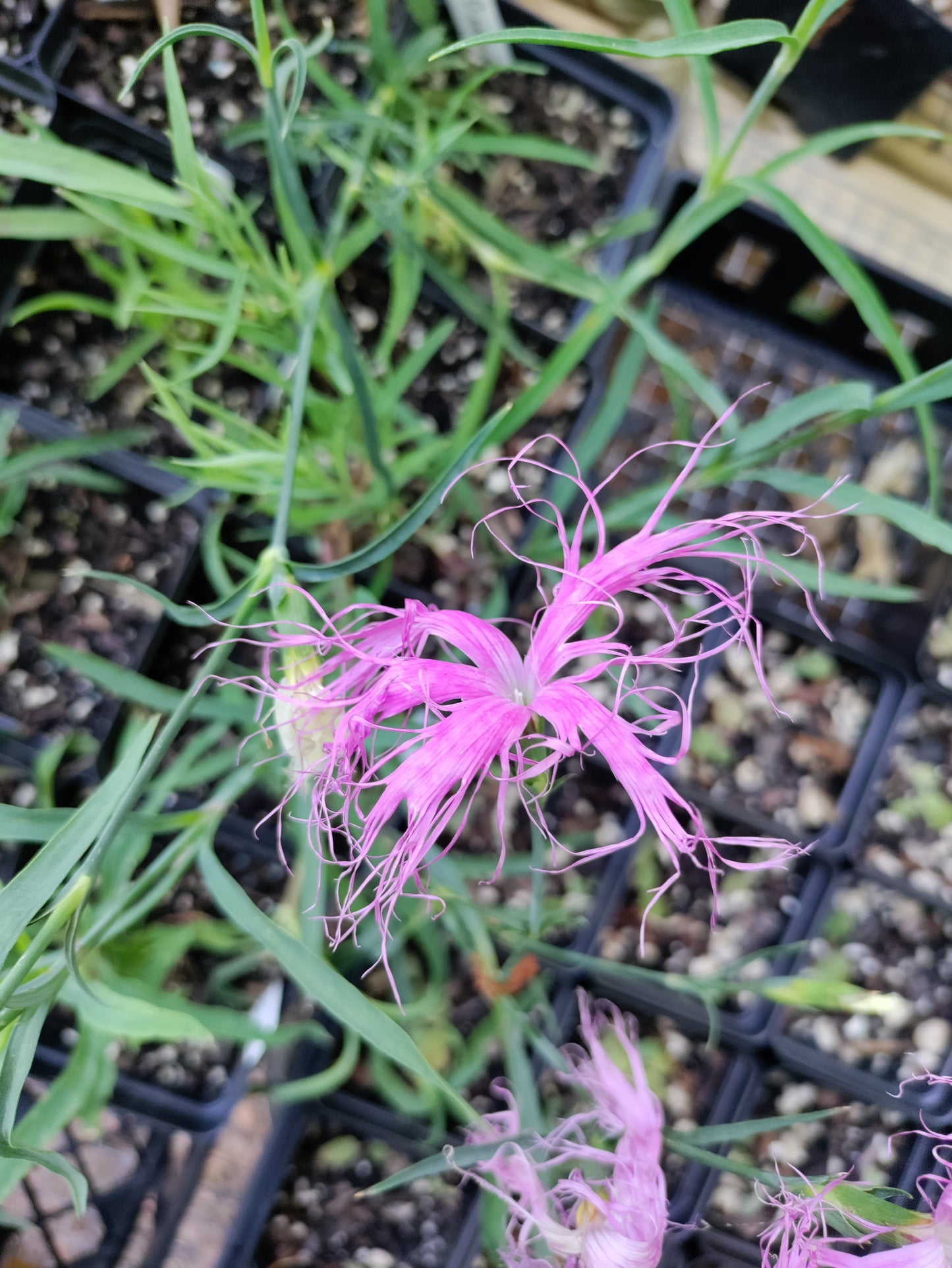 Dianthus 'Dancing Geisha' - Dianthus isensis