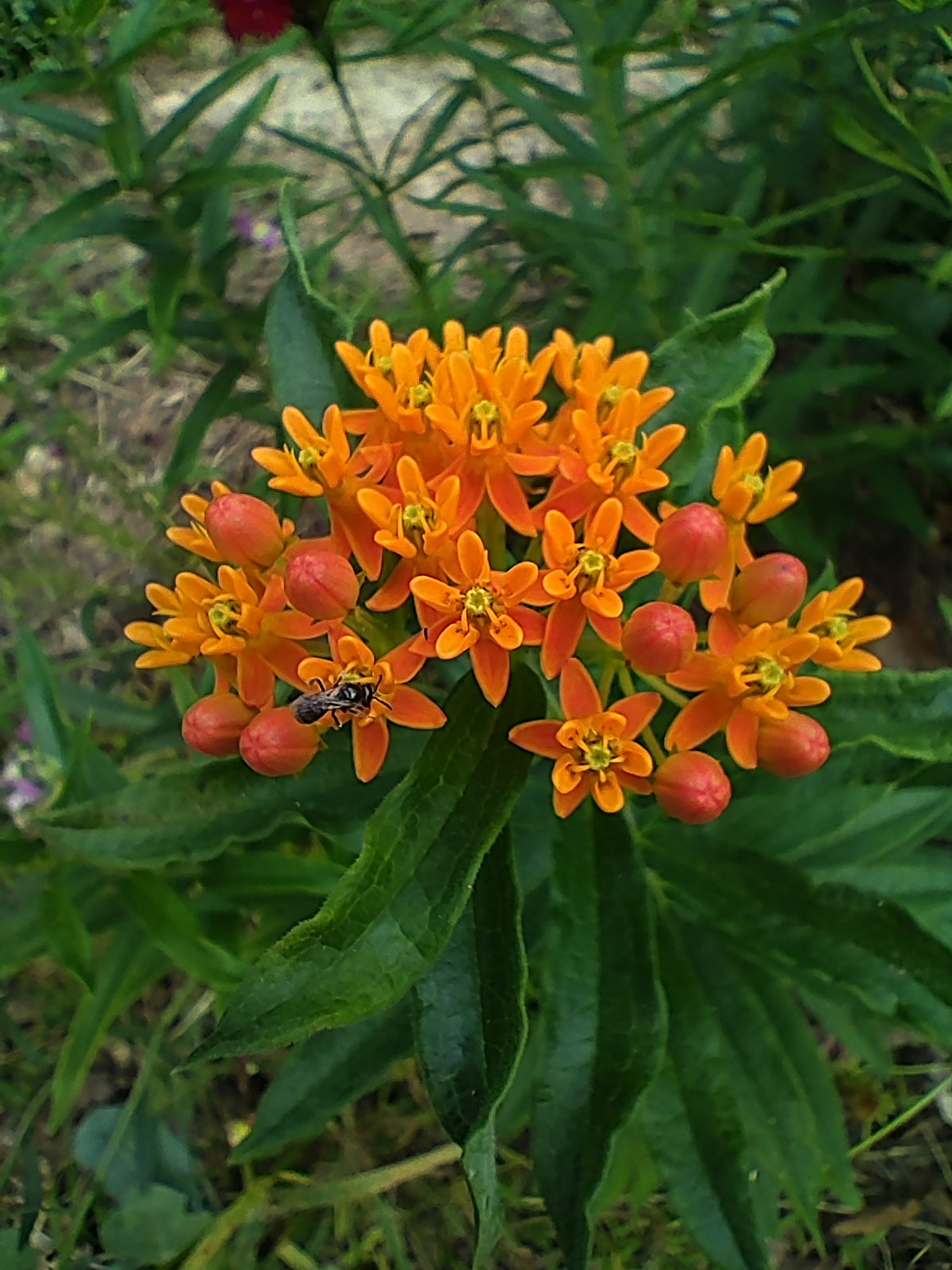 Butterfly Weed - Asclepias tuberosa
