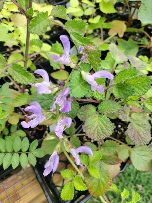 Red Root Sage, Danshen - Salvia miltiorrhiza