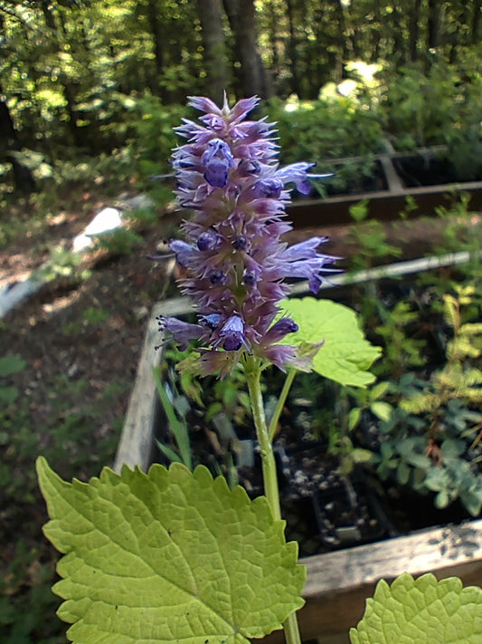 Agastache 'Golden Jubilee' - Anise Hyssop