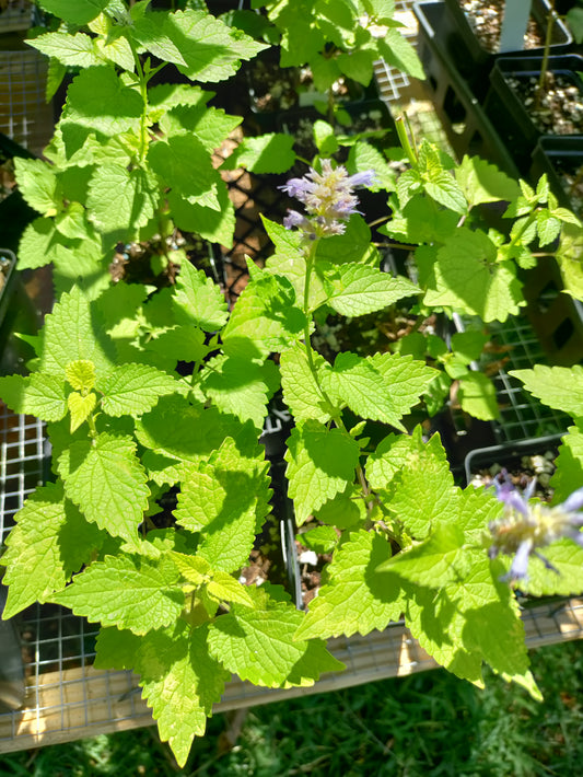 Agastache 'Golden Jubilee' - Anise Hyssop