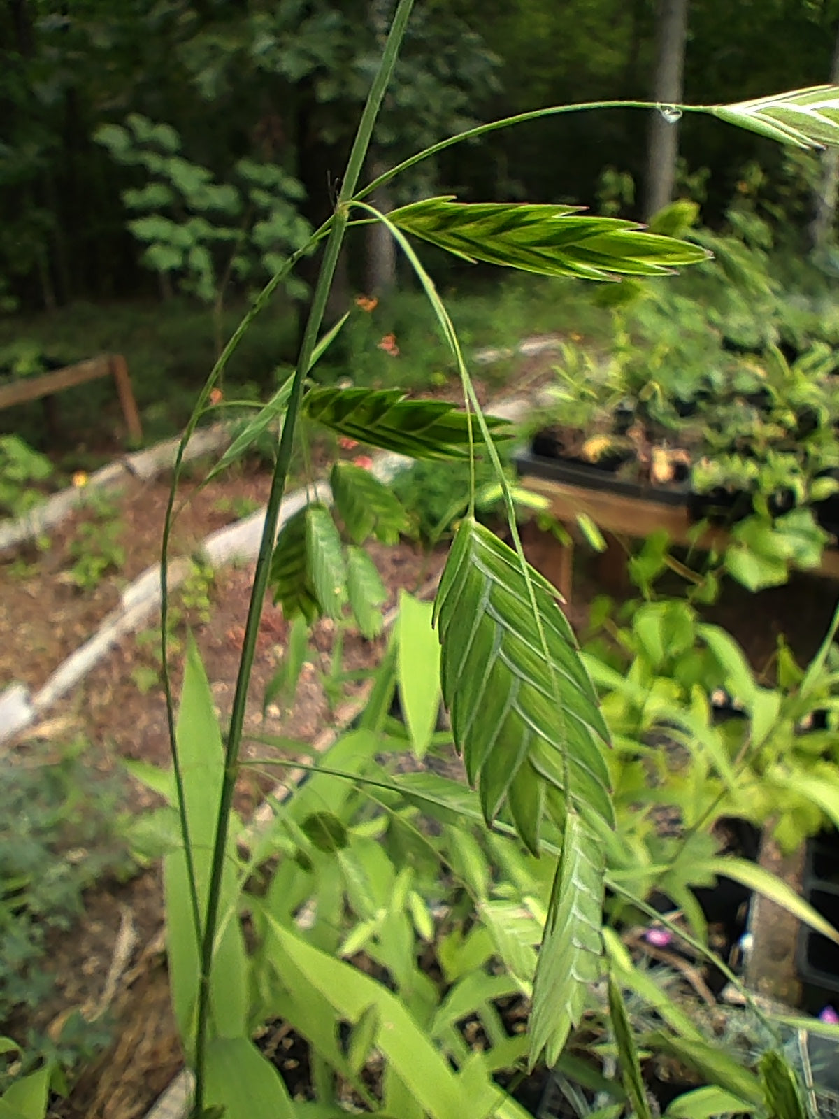 Northern Sea Oats - Chasmanthium latifolium