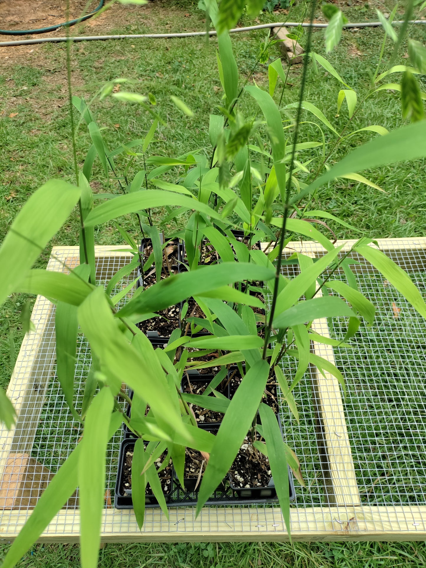 Northern Sea Oats - Chasmanthium latifolium