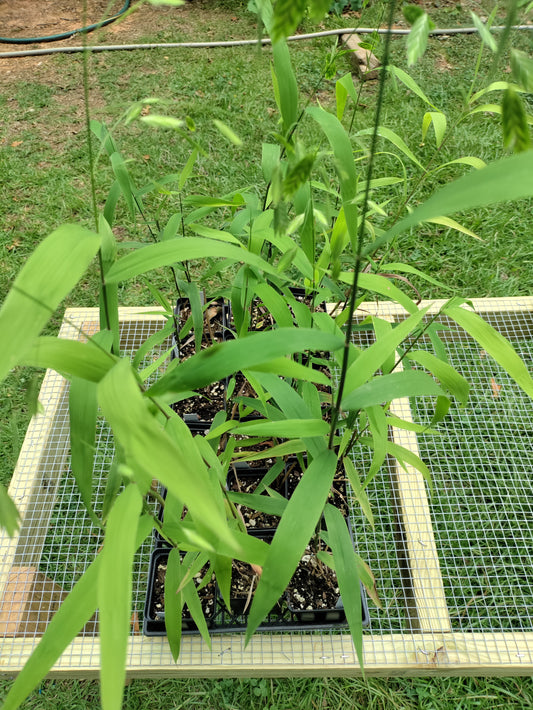 Northern Sea Oats - Chasmanthium latifolium