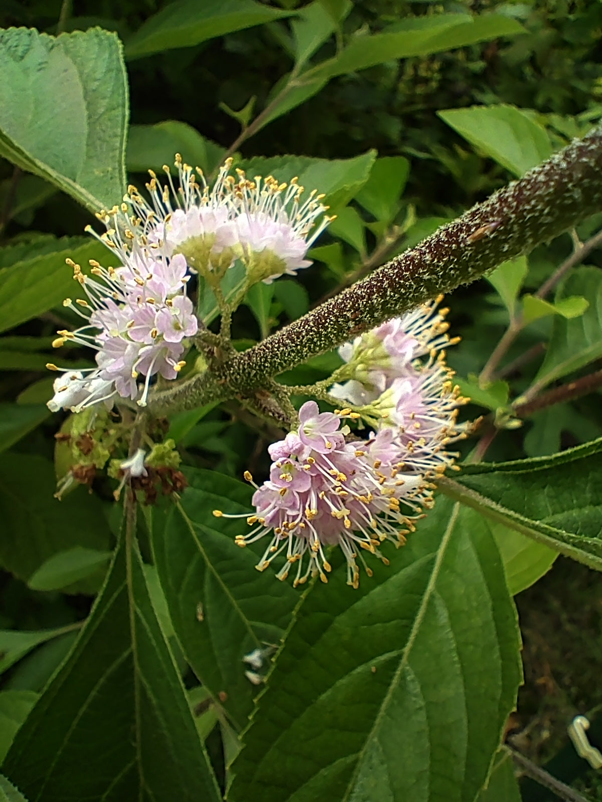 Beautyberry, American - Callicarpa americana