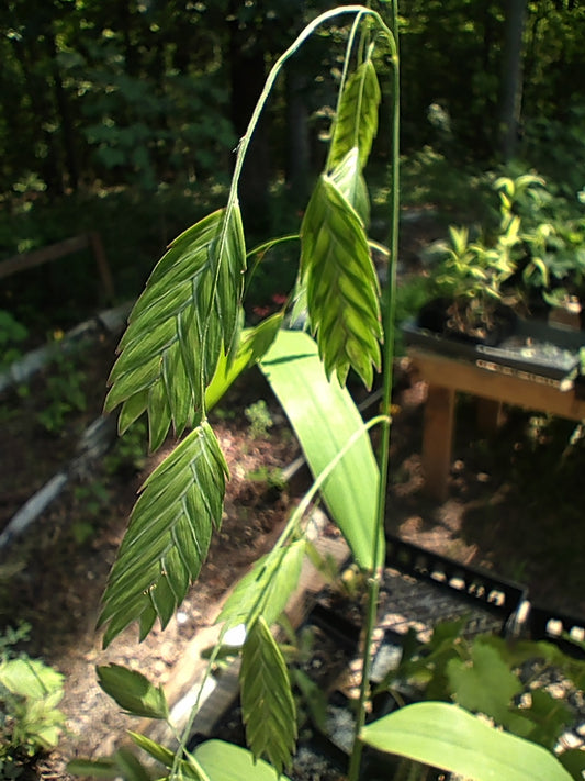 Northern Sea Oats - Chasmanthium latifolium