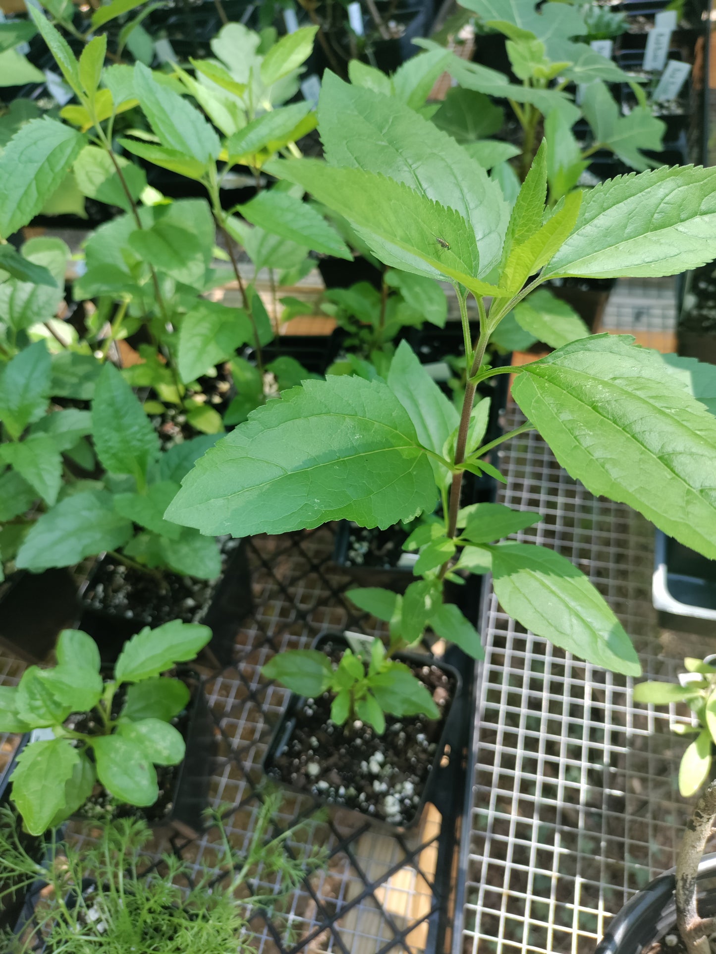 Boneset plant - Eupatorium perfoliatum