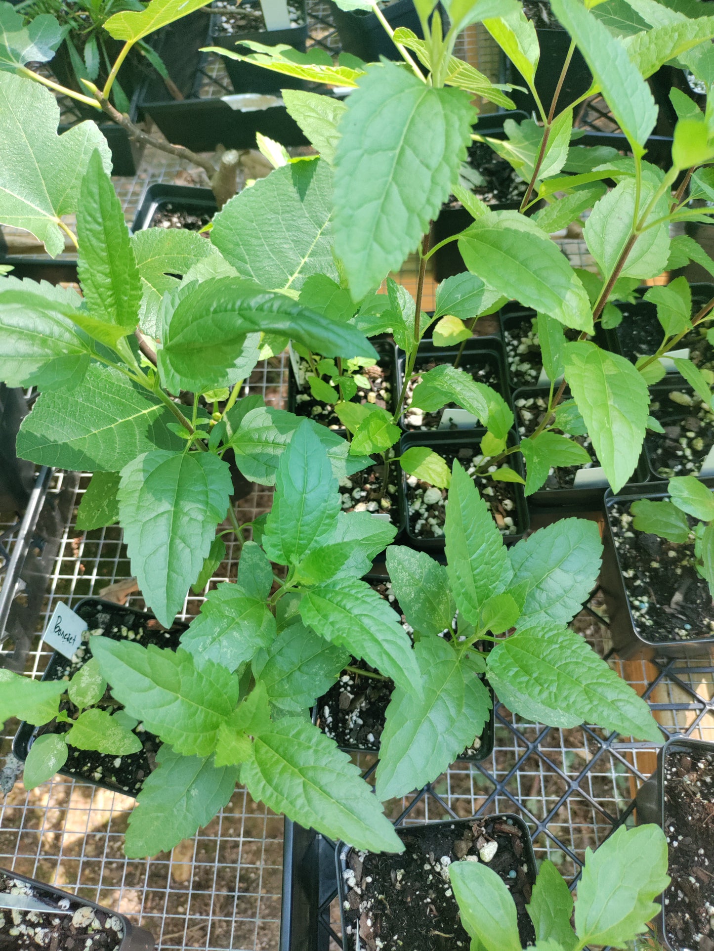 Boneset plant - Eupatorium perfoliatum