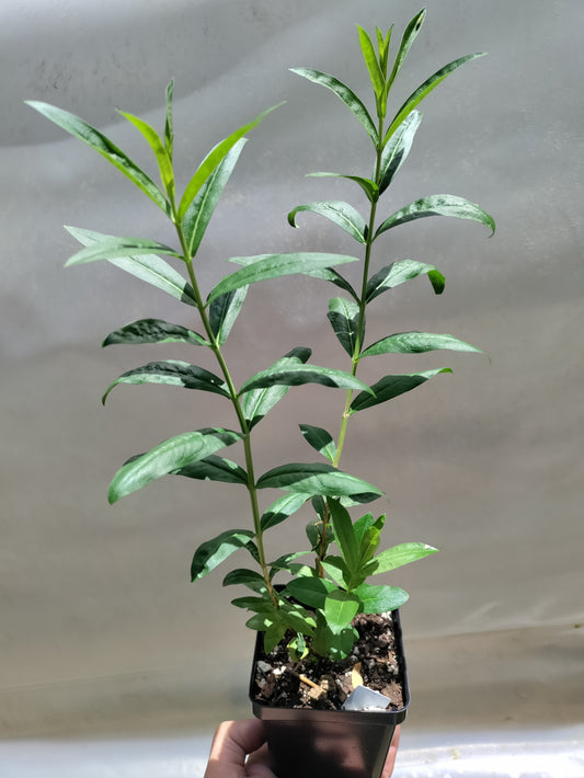 Heimia salicifolia - Sun Opener
