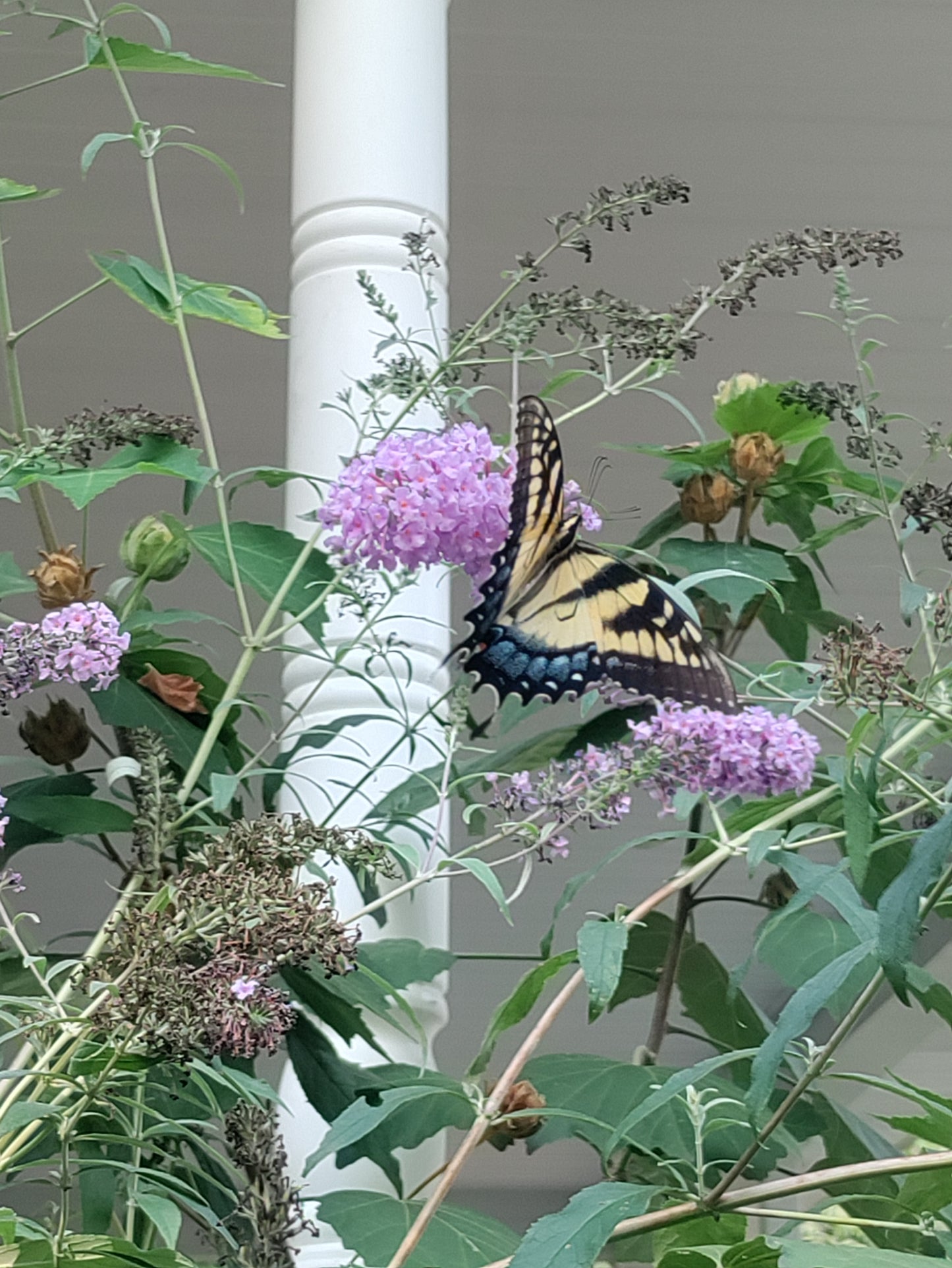 Butterfly Bush purple - Buddleia davidii