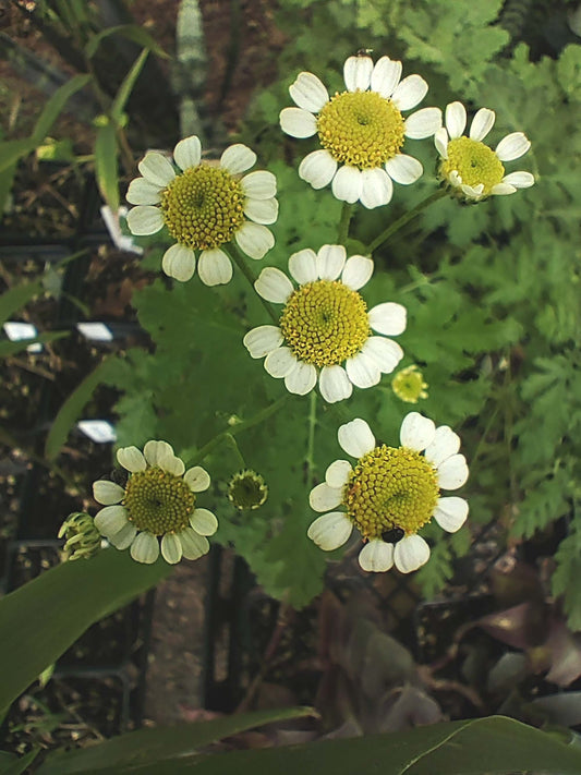 Feverfew  - Tanacetum parthenium