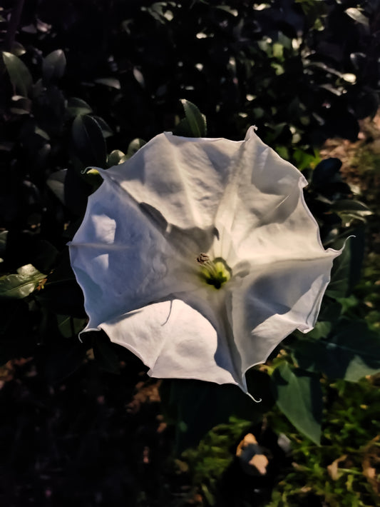 Datura Moonflower - Datura inoxia