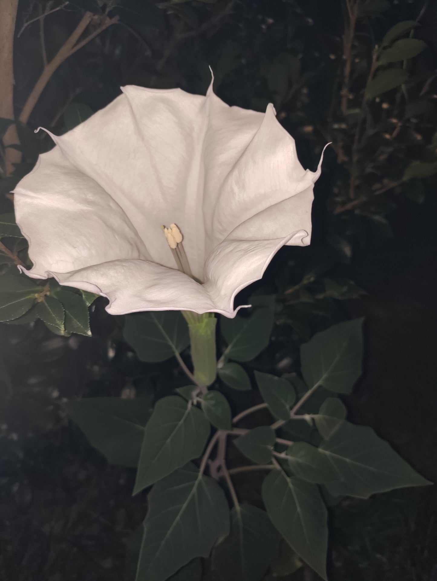 Datura Moonflower - Datura inoxia