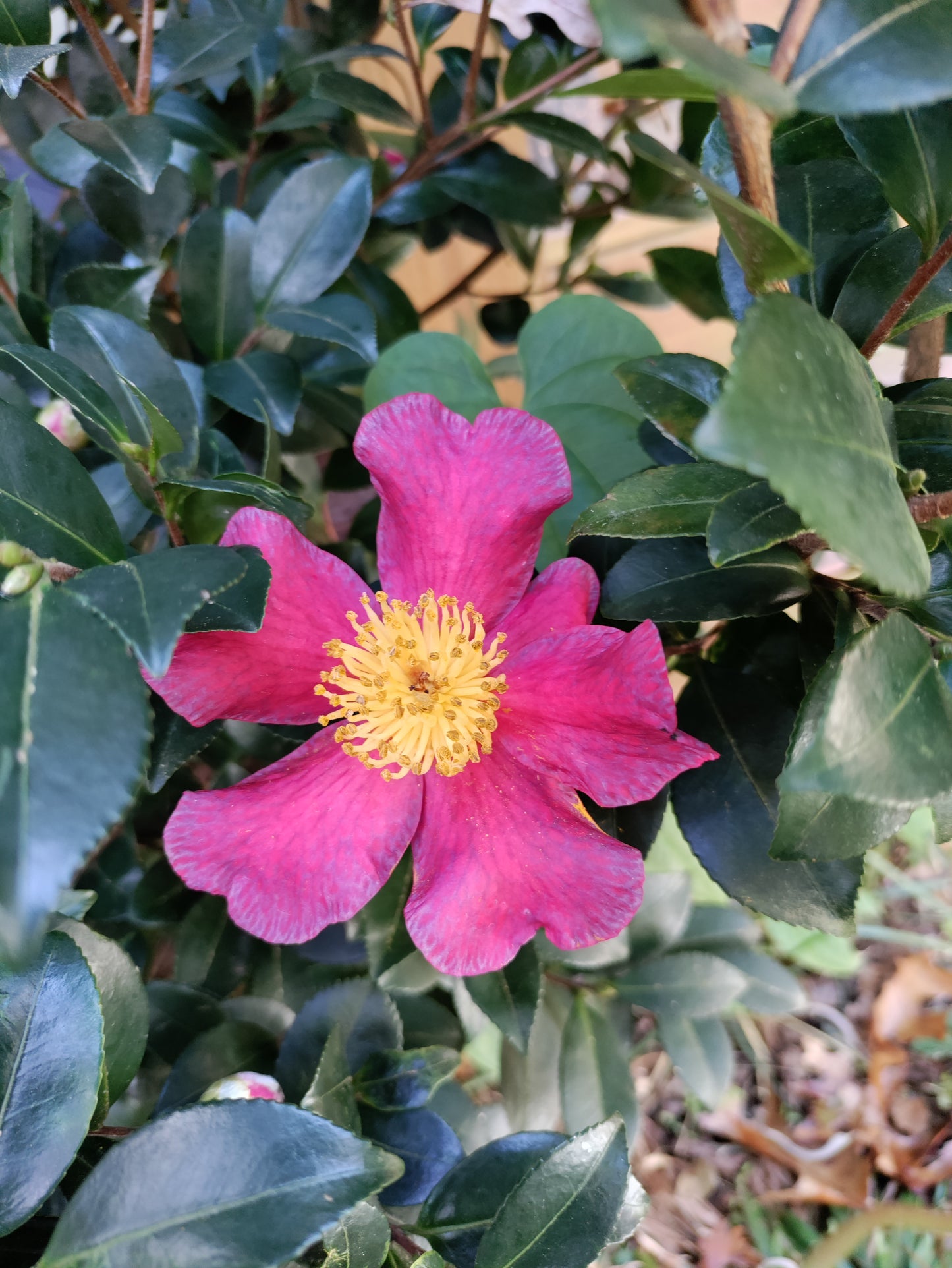 Camellia 'Yuletide' - Camellia sasanqua