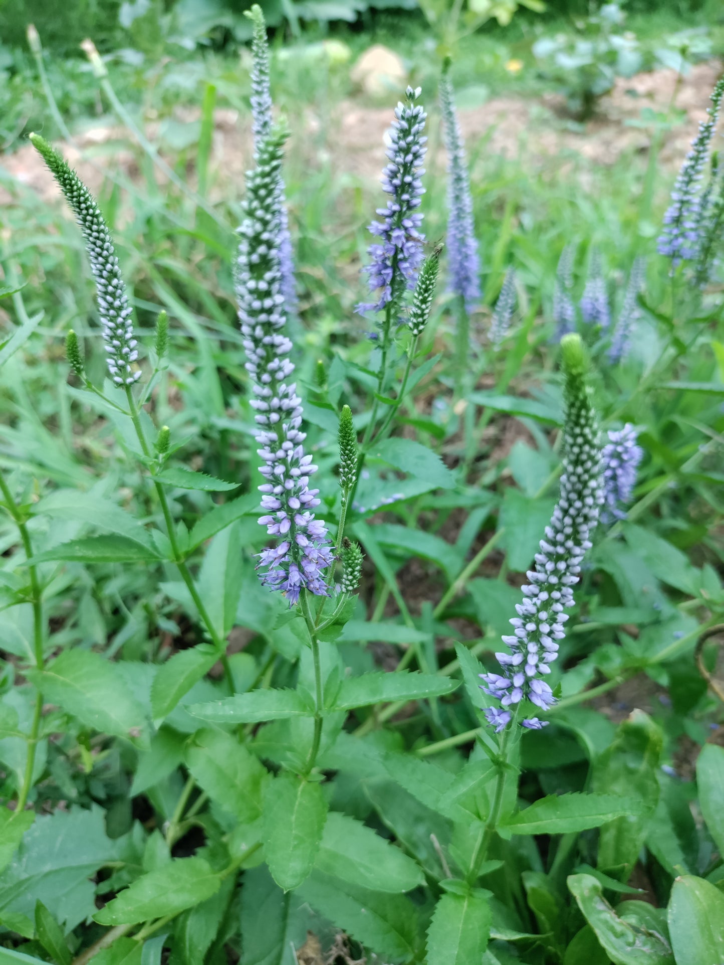 Longleaf Speedwell - Veronica longifolia