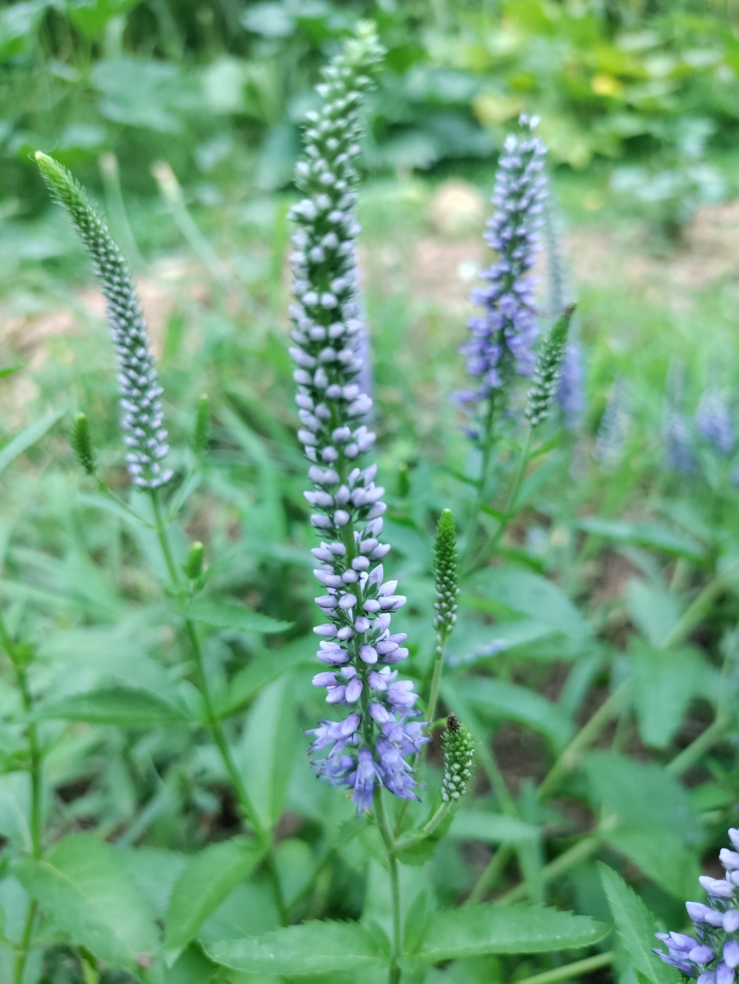 Longleaf Speedwell - Veronica longifolia