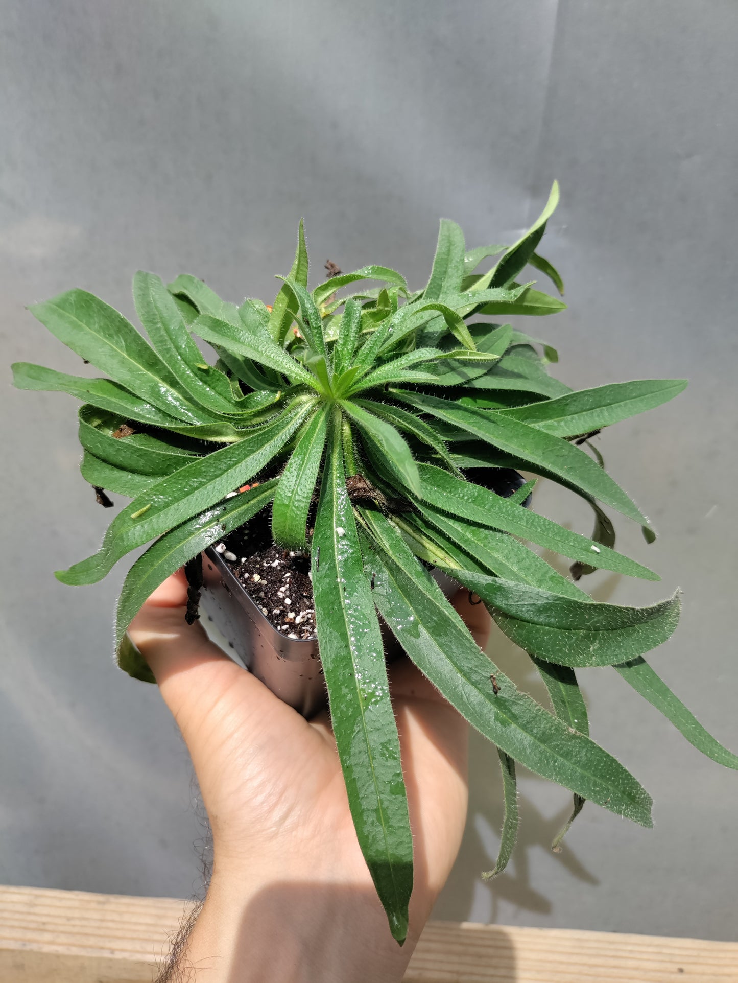 Echium amoenum 'Eclat' - Red Feathers