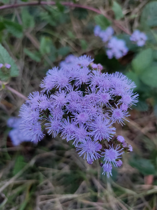 Blue Mistflower - Conoclinium coelestinum