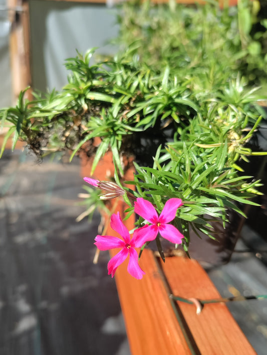 Creeping Phlox Dark Pink - Phlox subulata