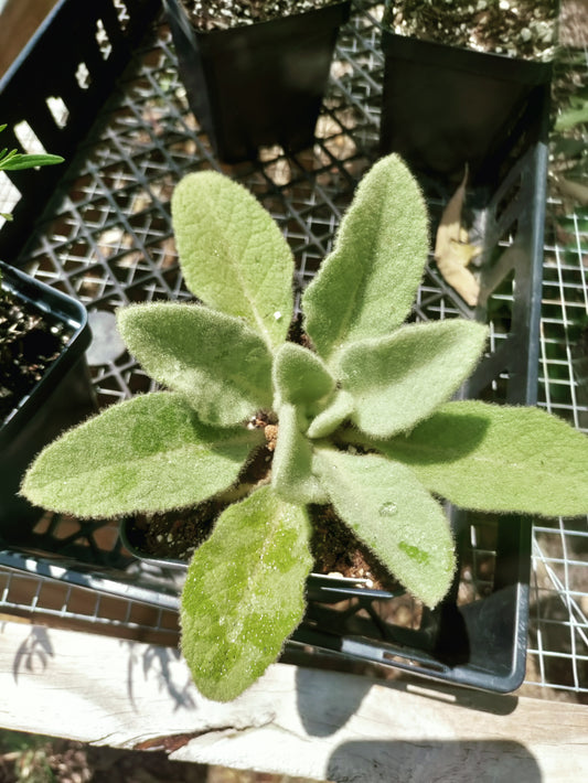 Olympic Mullein - Verbascum olympicum