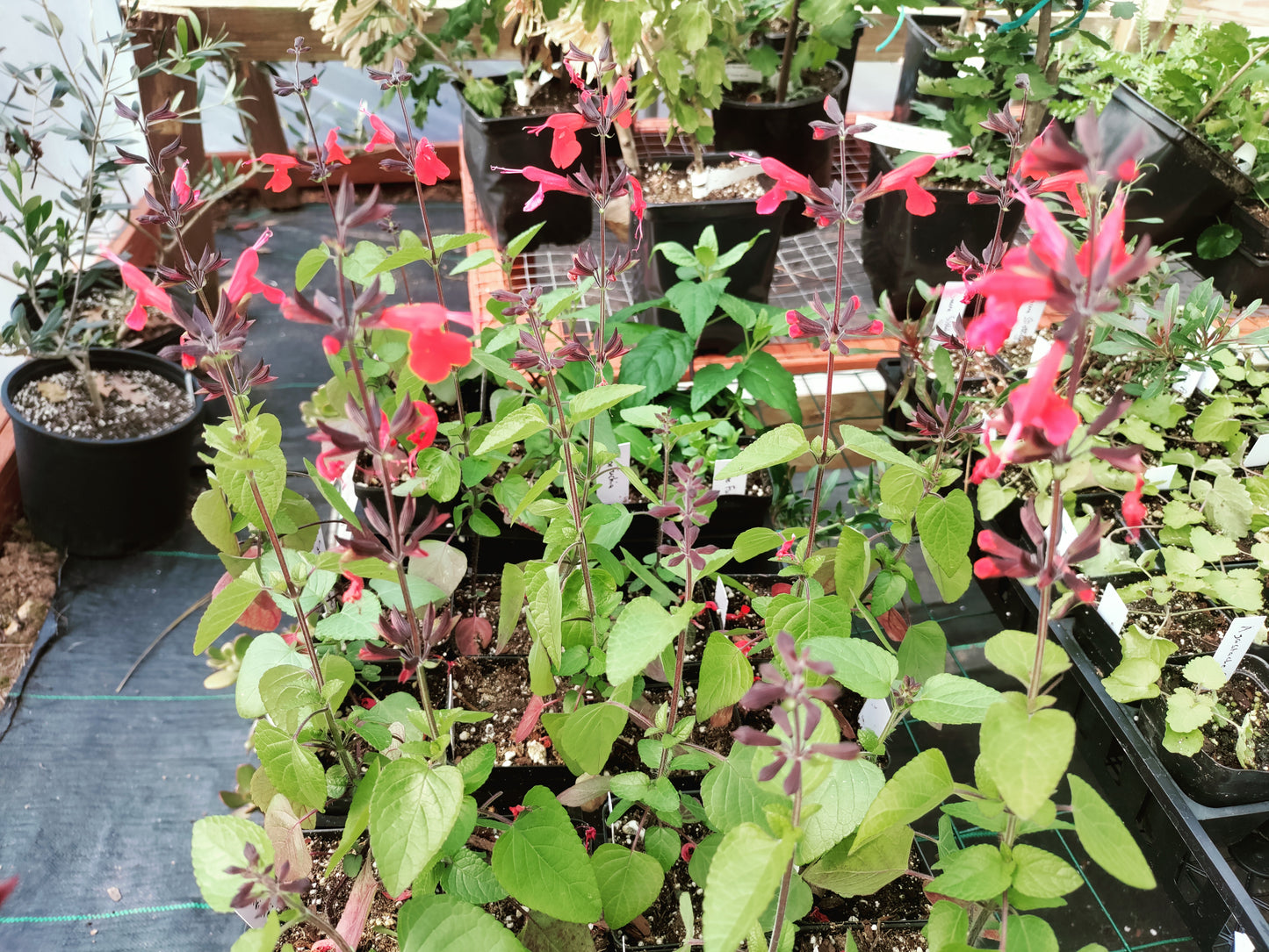 Salvia Hummingbird Forest Fire - Salvia coccinea