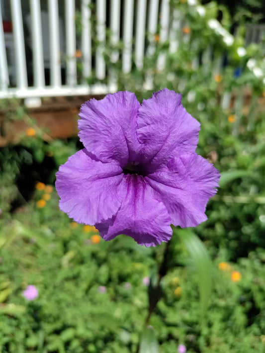 Mexican Petunia Purple - Ruellia simplex