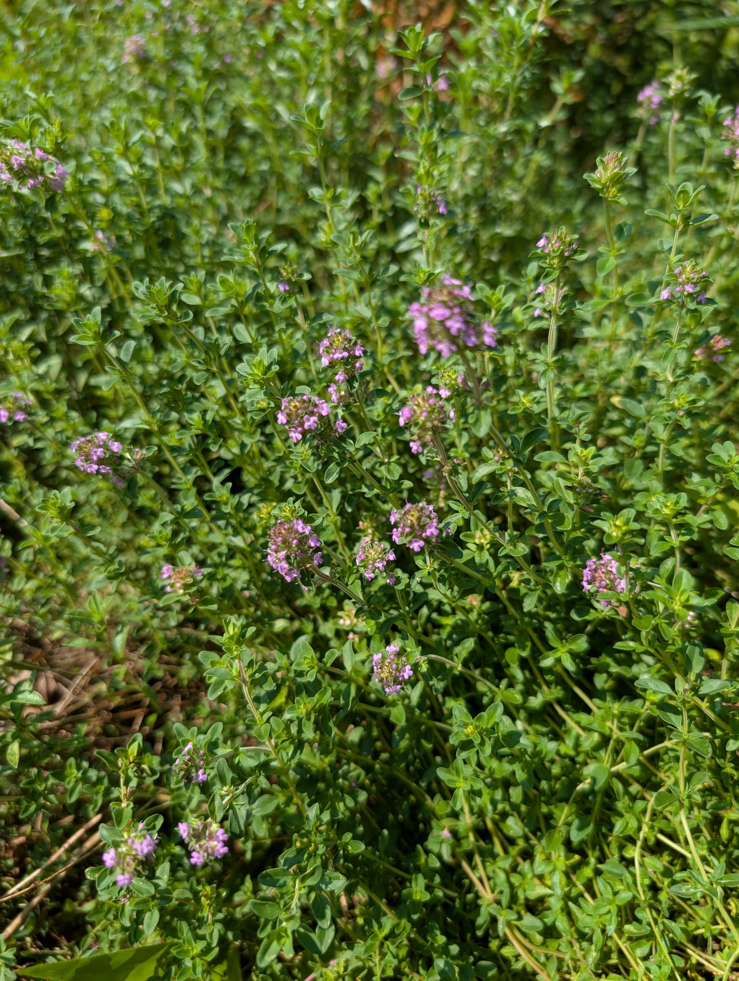 Creeping Thyme - Thymus serpyllum