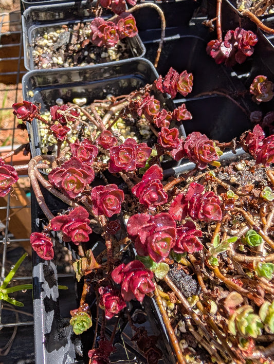 Sedum 'Voodoo' - Sedum spurium
