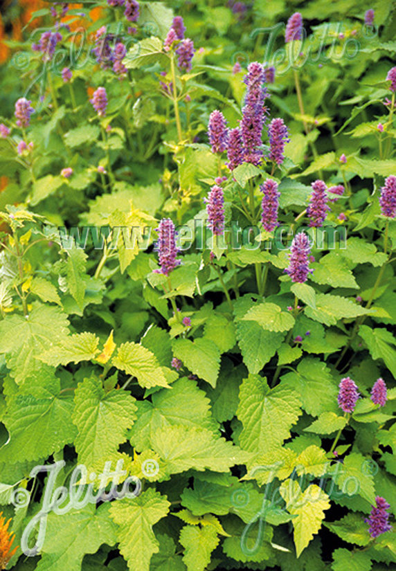 Agastache 'Golden Jubilee' - Anise Hyssop
