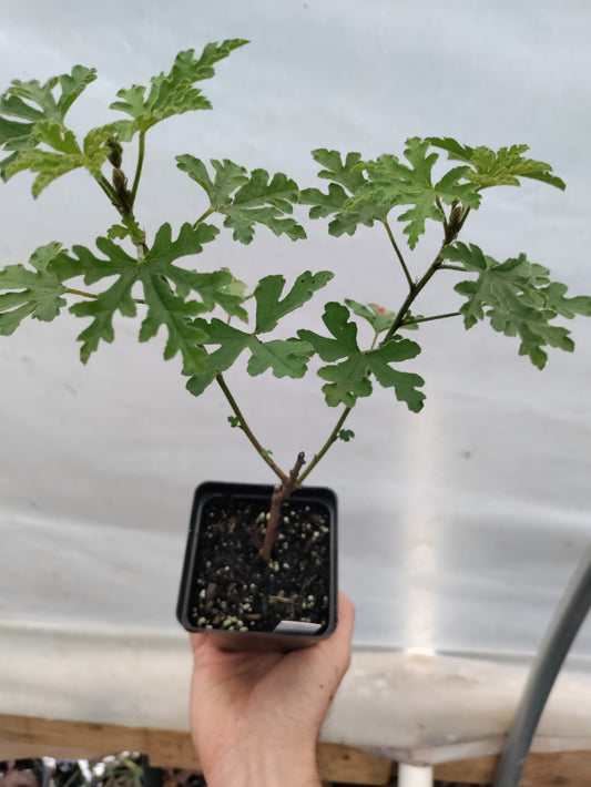 Blue Hibiscus plant - Alyogyne hueglii