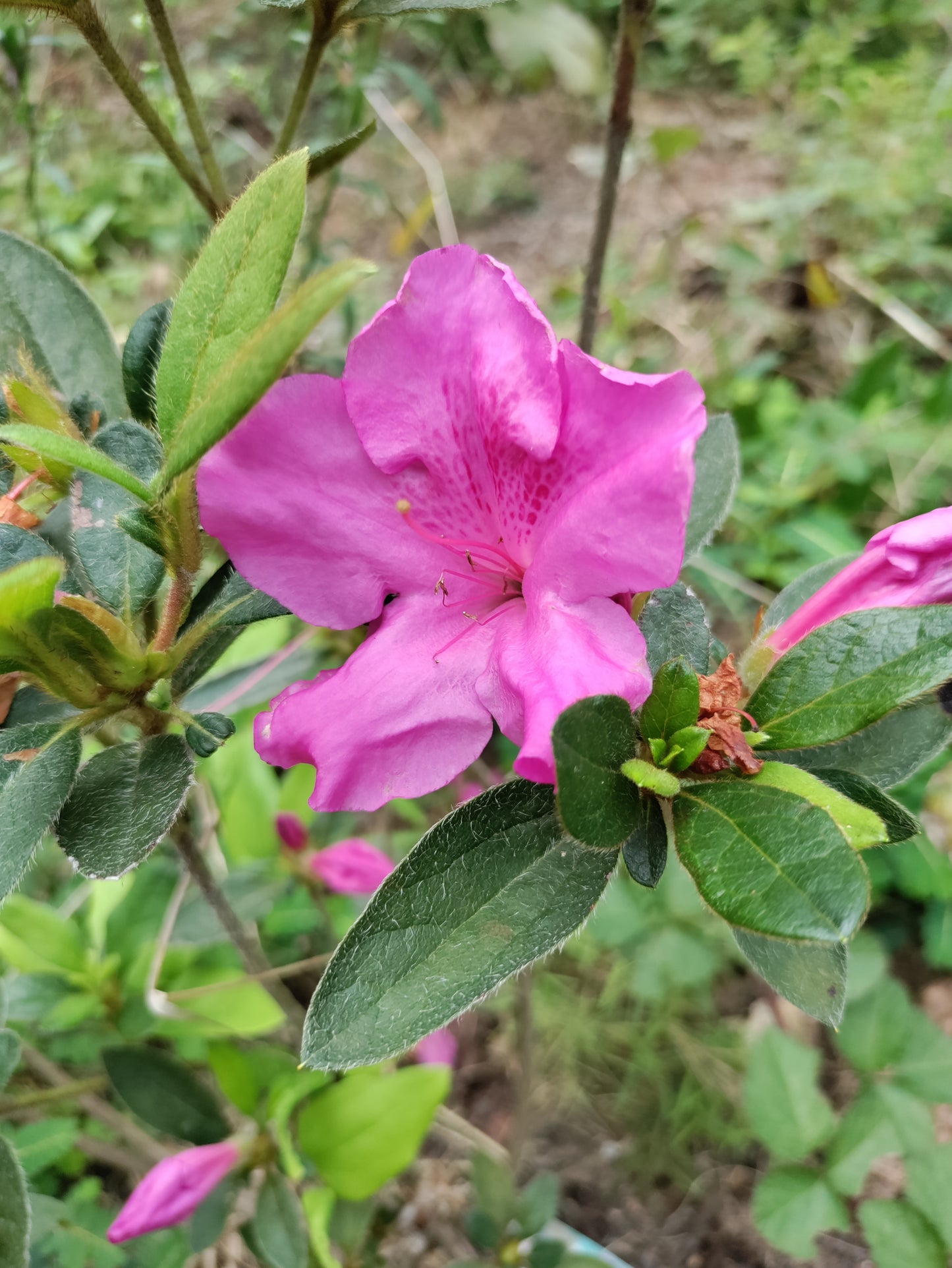 Azalea 'Conlec' - Reblooming